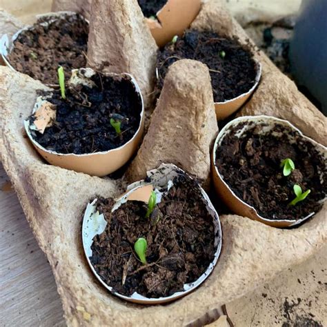 6 Steps to Starting Seeds in Your Girls' Eggshells - Omlet Blog Australia