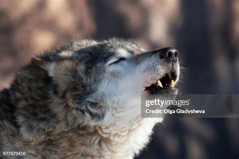 104 Wolf Howling Snow Stock Photos, High-Res Pictures, and Images - Getty Images