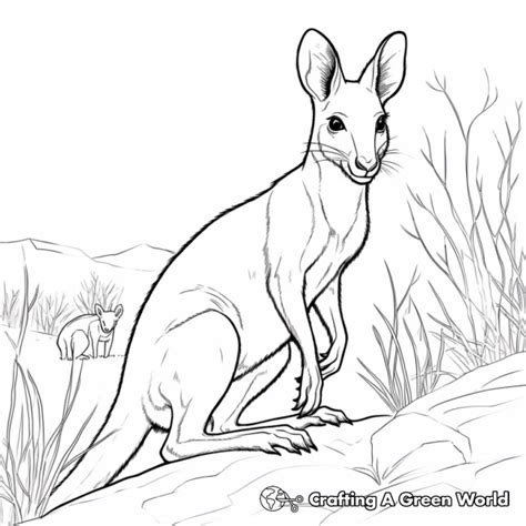 Wallaby Coloring Pages - Free & Printable!