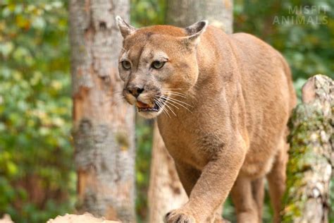 [WATCH] Mountain Lion Sounds: Why Do They Scream?