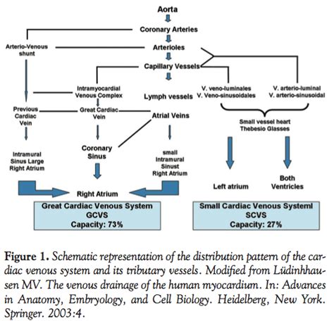 Myocardial Venous Drainage: From Anatomy to Clinical Use