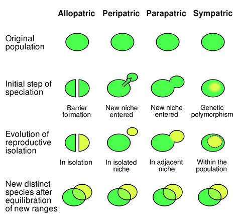 Types of Speciation - Evolution Definitions