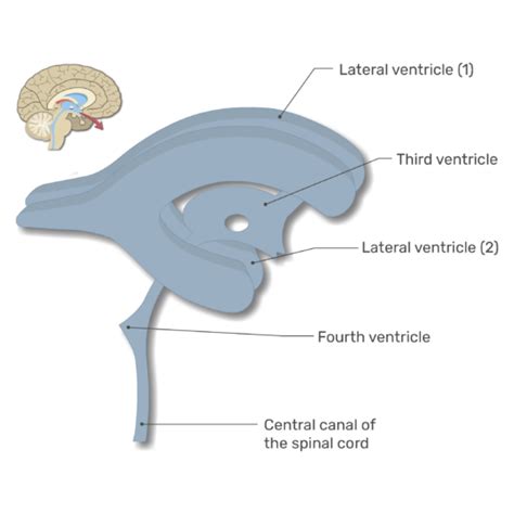 Ventricles of the Brain: labeled diagram | GetBodySmart