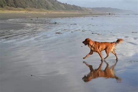 Moclips Beach Cottage 171 | coug86 | Flickr