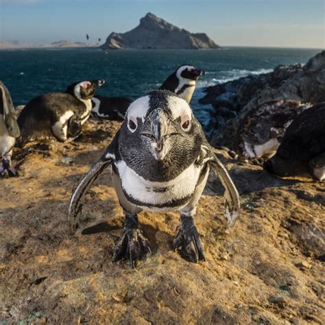 A curious African #penguin spots photographer @thomaspeschak while foraging near their rookeries ...