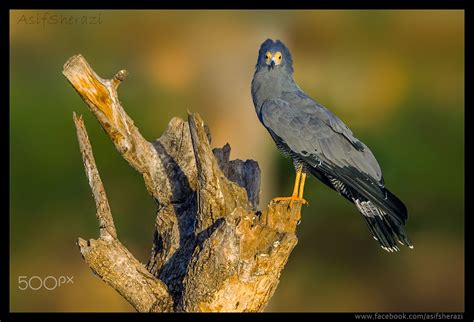 Beauty of The Nature - African Harrier Hawk Lake Baringo, Kenya ...