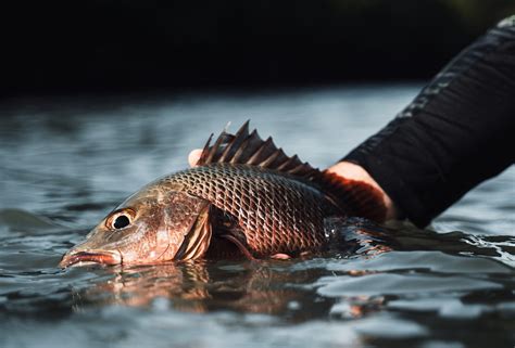 How to Catch Mangrove Jack: a complete guide – Daiwa Australia