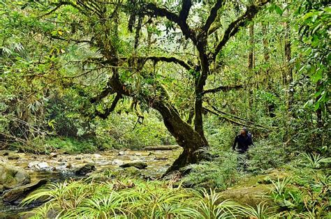 Various Tropical Rainforest Plants - Conserve Energy Future