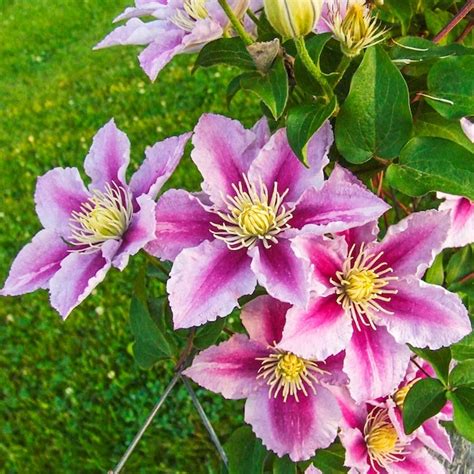 Spring Hill Nurseries Pink Plant in 1-Pack Bareroot in the Perennials ...