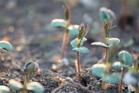 How To Germinate Papaya Seeds: A Step-by-Step Guide