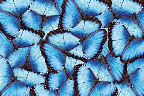 1920x1080px, 1080P Free download | Buy Blue Morpho Butterfly, morpho butterflies HD wallpaper ...