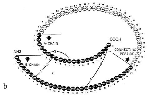 Insulin • WikiStero • The Anabolic Steroids Bible