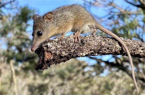 Honey possum: tiny nectar-lovers with enormous testes and giant sperm