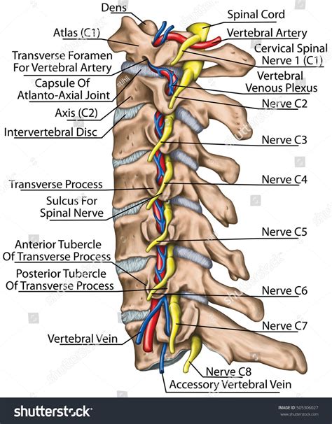 Cervical Spine Both Vertebral Arteries Transverse Stock Illustration ...