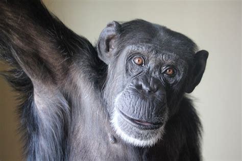 How Much is the Chimpanzee Strength? - Primates Park