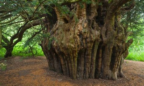 The oldest living Yew tree in Europe is said to be the Fortingall Yew in Scotland, near Loch Tay ...