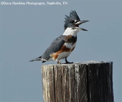 Belted Kingfisher | State of Tennessee, Wildlife Resources Agency