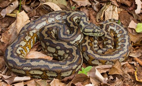 Carpet Python - ClimateWatch Australia- Citizen Science App