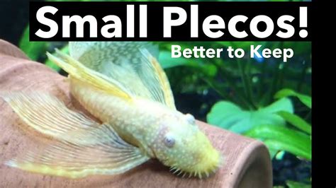 Plecos that Stay Small? Plecostomus Species - YouTube