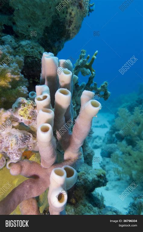 Coral Reef Sea Sponge Image & Photo (Free Trial) | Bigstock