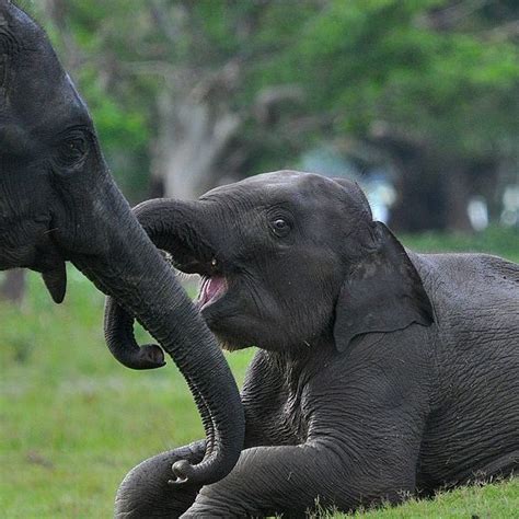 Lovable animal videos: Cute baby elephant loves playing around | Curious Times