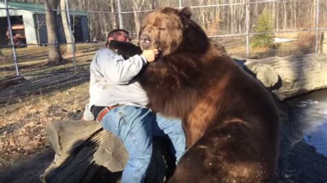 Watch this man pal around with a 1,400 pound Kodiak bear - ABC13 Houston