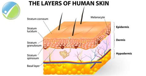 Beyond Skin Deep: Understanding the Layers of the Skin | Skin structure ...