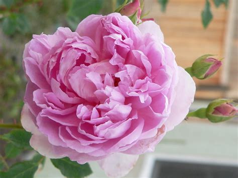 The Ingenious Mr Fairchild | A brand new rose for my garden … | Flickr