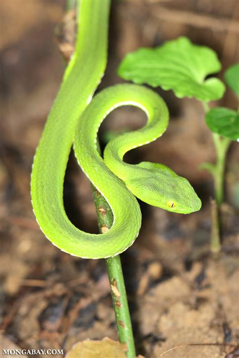 Vietnamese pit viper (Cryptelytrops albolabris)