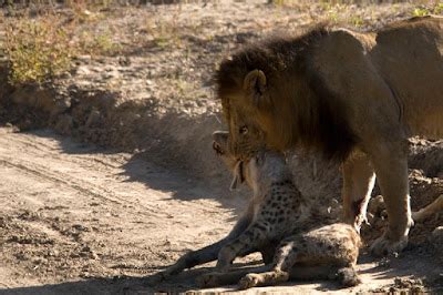 Wildlife Stories from Zambia: Lion vs. Hyena