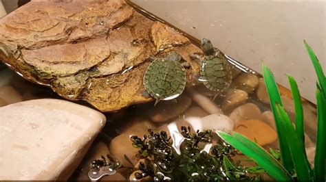 My Baby Turtle Tank - YouTube