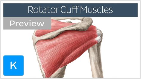 Rotator cuff muscles overview (preview) - Human Anatomy | Kenhub - YouTube