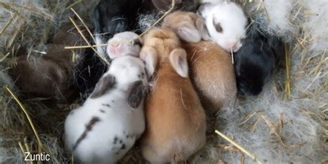 How To Take Care of Baby Bunnies – Rabbits for Sale