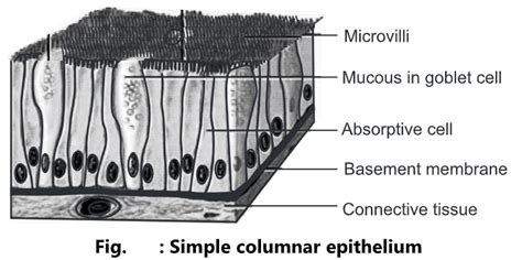 Simple Columnar Epithelial Tissue