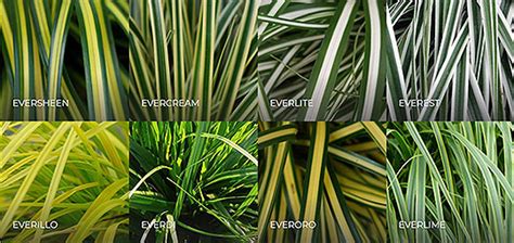 carex varieties - Google Search in 2020 | Japanese plants, Landscape, Plant leaves