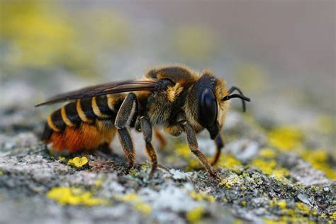 Bijen soorten herkennen in de tuin | ECOstyle 🐝