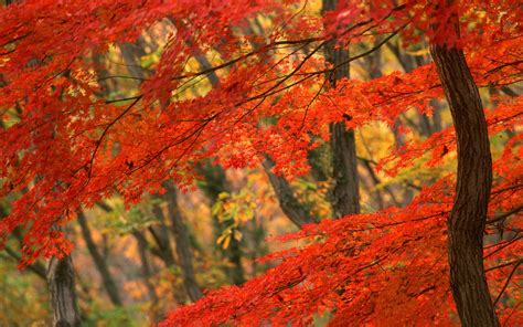 pemandangan: Autumn Leaves Wallpaper