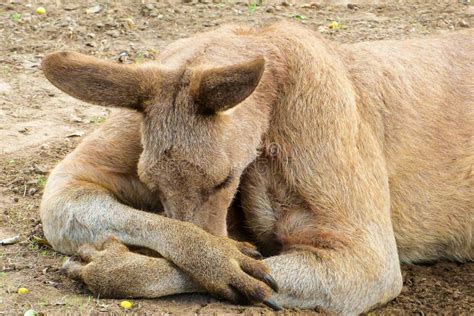 Cute Kangaroo Sleeping in the Grass Stock Image - Image of australia, beautiful: 181232099