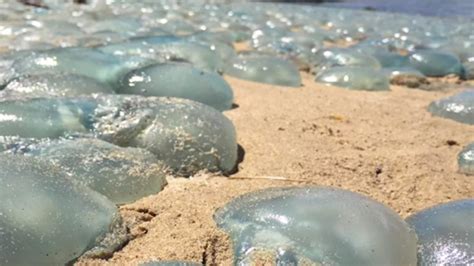 Hordes of Jellyfish Take Over Australian Beach