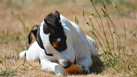 Esto es lo que le ocurre a un perro si come pan