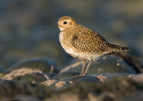 Details : European Golden Plover - BirdGuides