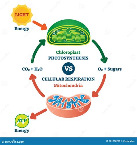 Chloroplast Vs Mitochondria Process Educational Scheme Vector ...