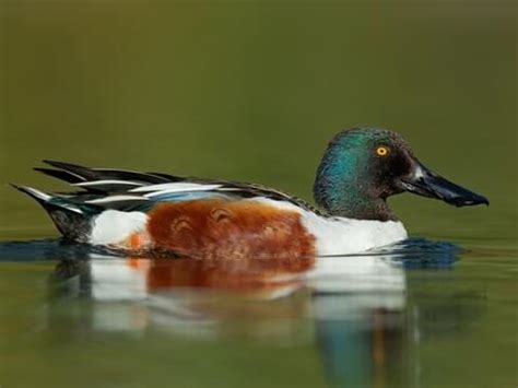 Shoveler Duck Mount