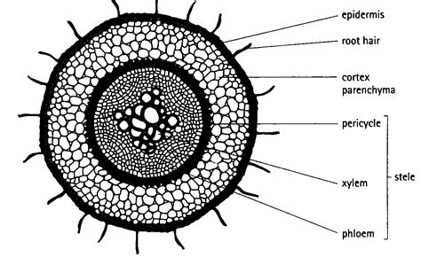 Internal structure of the dicot root By OpenStax | Jobilize LLC | Root ...