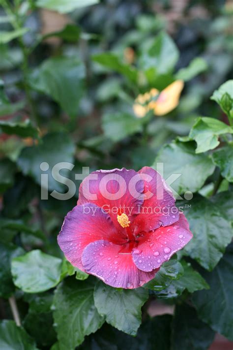 Chinese Hibiscus Stock Photo | Royalty-Free | FreeImages