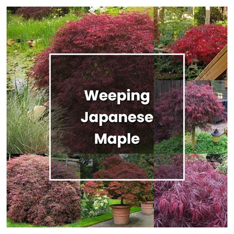 How to Grow Weeping Japanese Maple - Plant Care & Tips | NorwichGardener