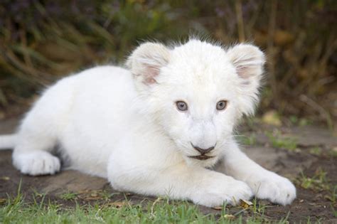 From lions to zebras and peacocks: Amazing albino animals in pictures ...