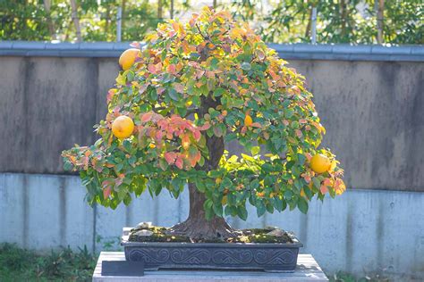 Bonsai Flower Fruit Seeds | Best Flower Site