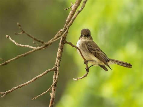 Eastern Phoebe - T. Kahler Photography