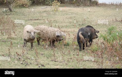 Wild boar (Sus scrofa) is heading the herd of Feral pigs (boar-pig ...